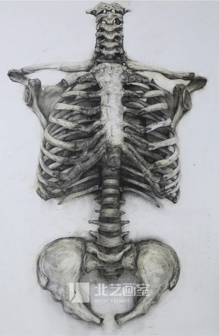 k8凯发(中国)天生赢家·一触即发2023届学员新素描静物写生优秀作品