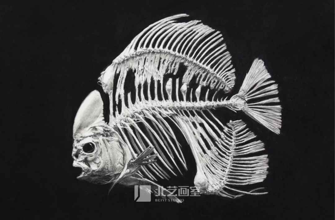 k8凯发(中国)天生赢家·一触即发2023届学员新素描静物写生优秀作品